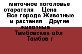 маточное поголовье старателя  › Цена ­ 2 300 - Все города Животные и растения » Другие животные   . Тамбовская обл.,Тамбов г.